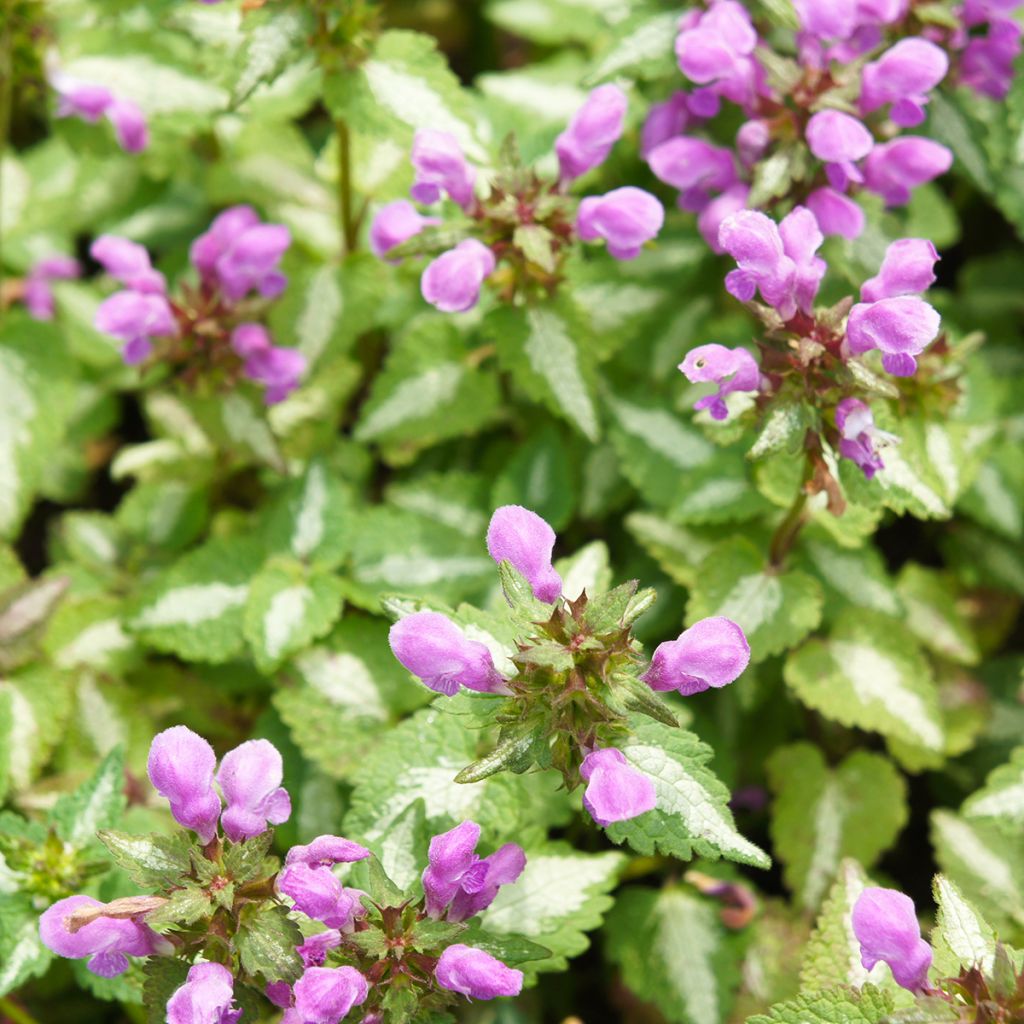 Lamium maculatum Pink Pewter - Spotted Deadnettle