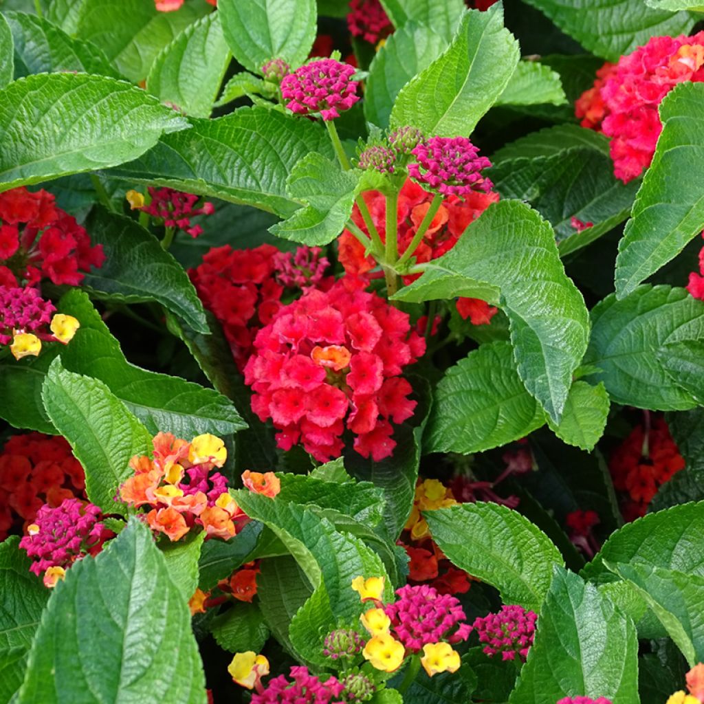 Lantana camara Bloomify Red - West Indian Lantana