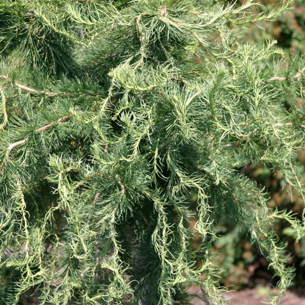 Larix decidua Horstmann's Recurved