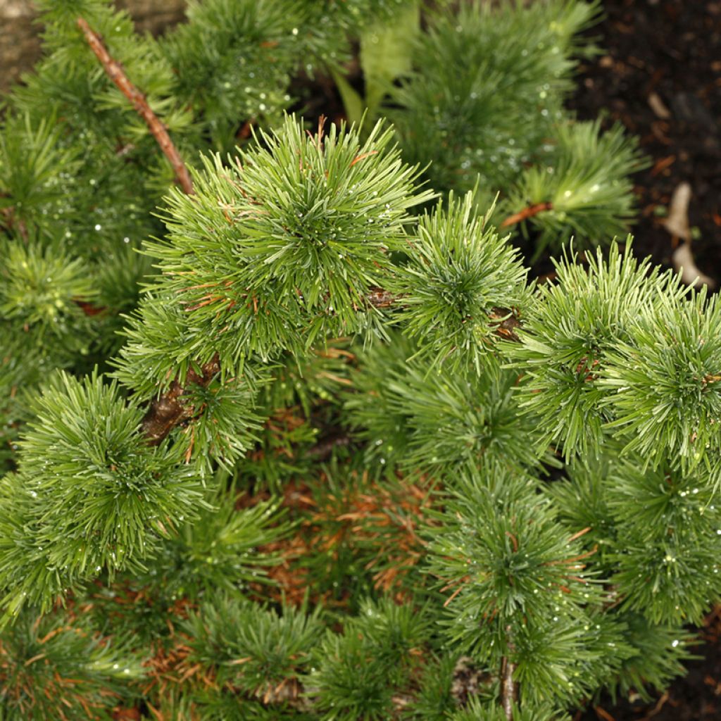 Larix decidua Krejča Mutation  - European Larch