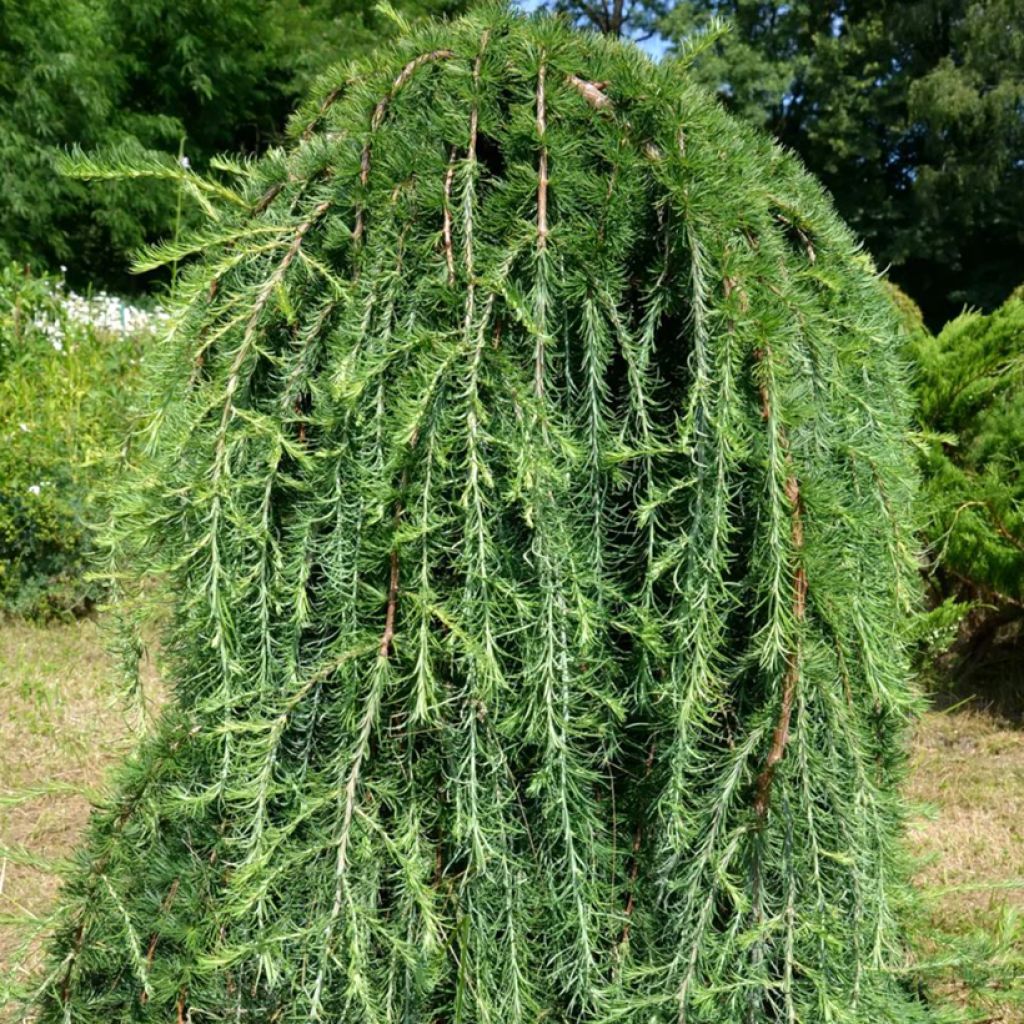 Larix kaempferi Boring Weeper