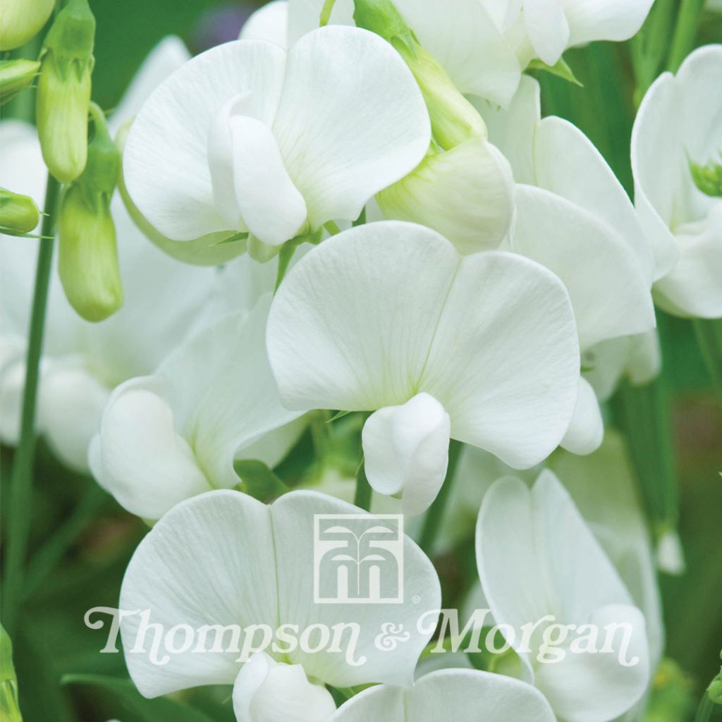 Lathyrus latifolius White Pearl - Sweet Pea Seeds