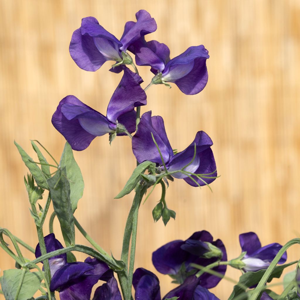 Lathyrus odoratus King Size Navy Blue - Sweet Pea Seeds