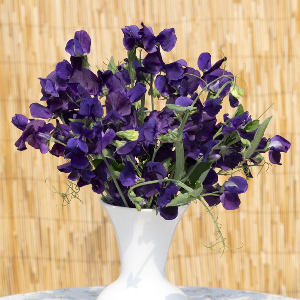 Lathyrus odoratus King Size Navy Blue - Sweet Pea Seeds