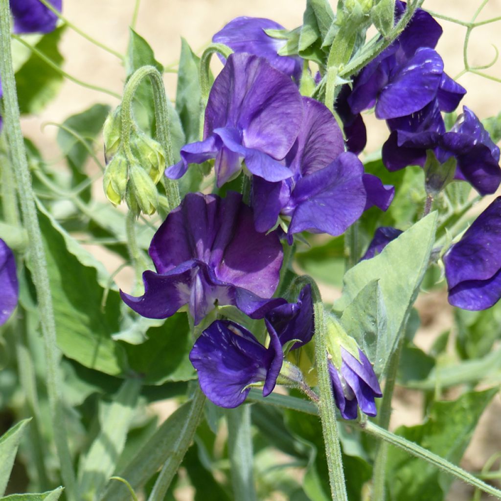 Lathyrus odoratus Flagship - Sweet Pea Seeds