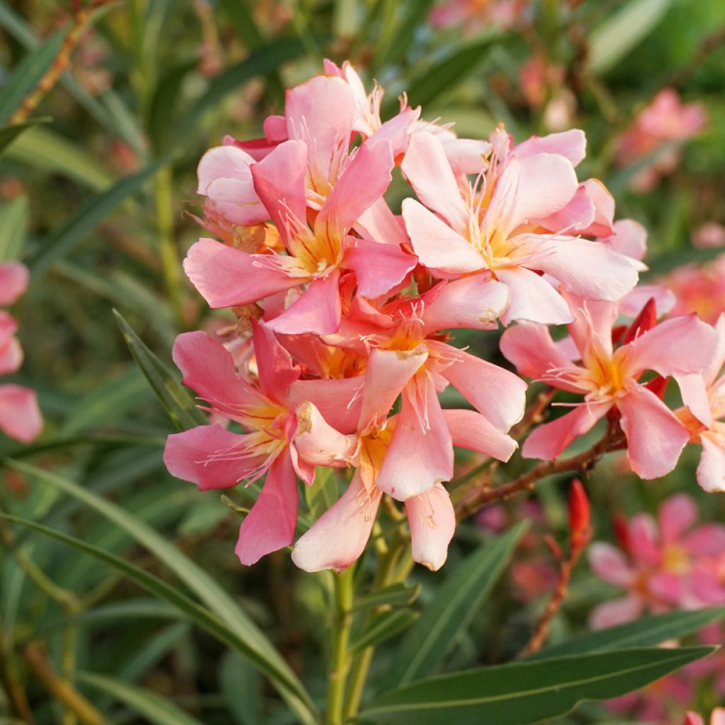 Nerium oleander Docteur Ragioneri