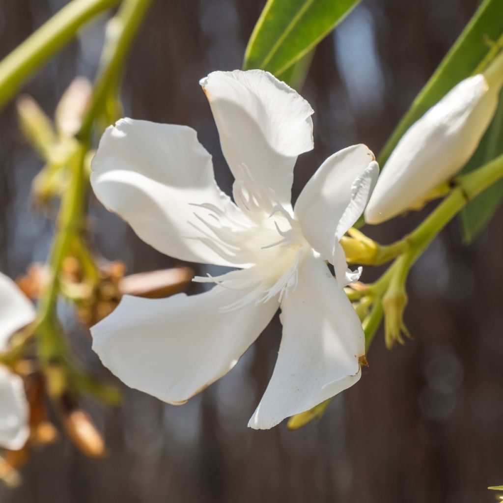 Nerium oleander Blanc