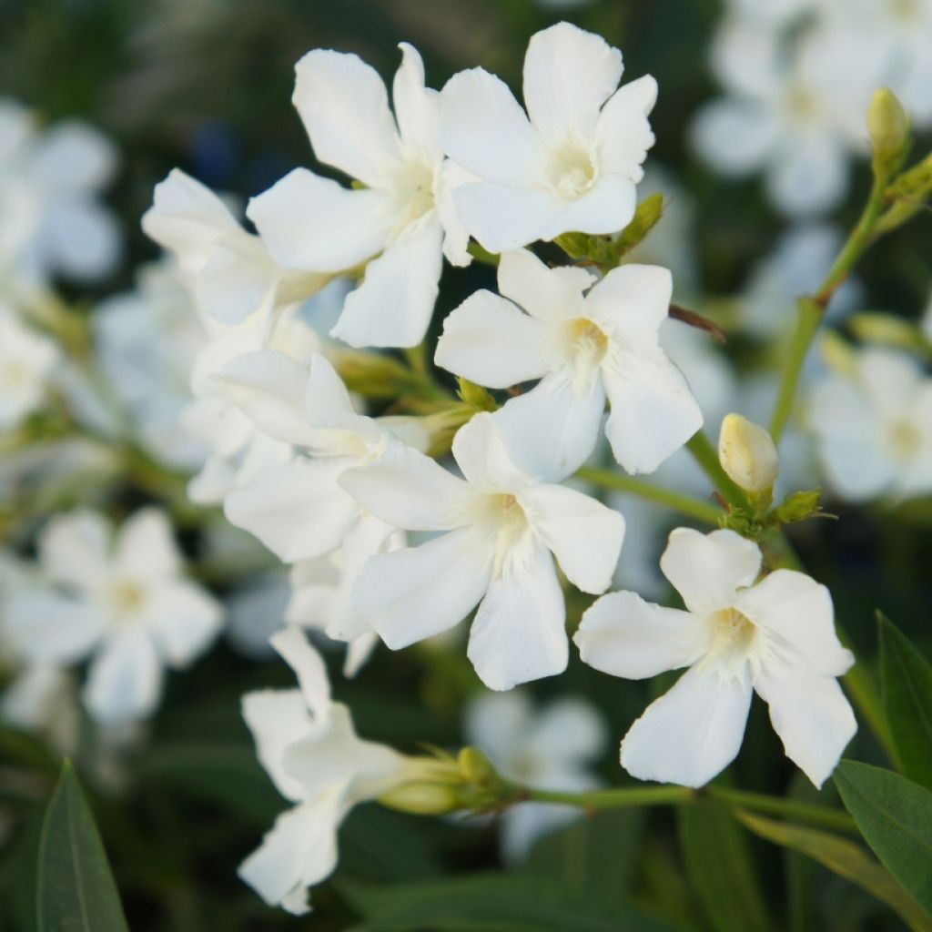 Nerium oleander Blanc