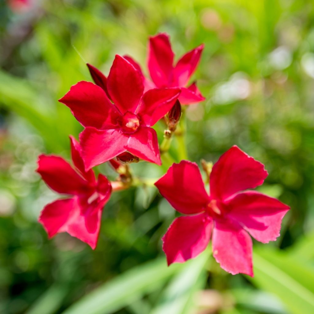 Rose Bay - Nerium oleander Red Single