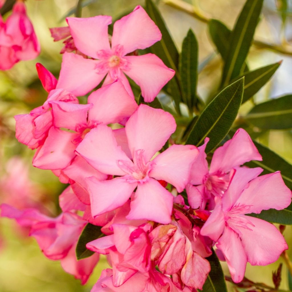 Nerium oleander - Rose Bay