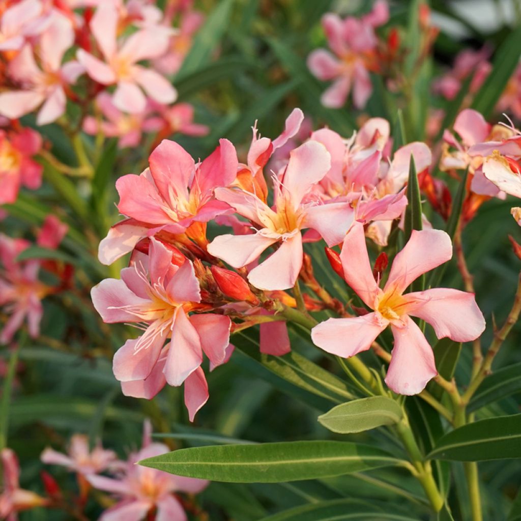 Nerium oleander Soleil Levant