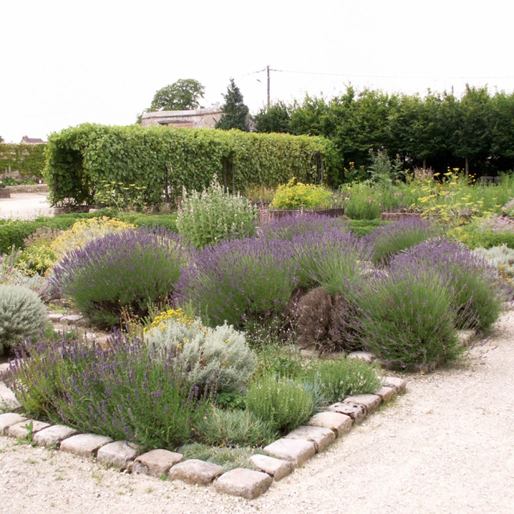 Lavandula officinalis