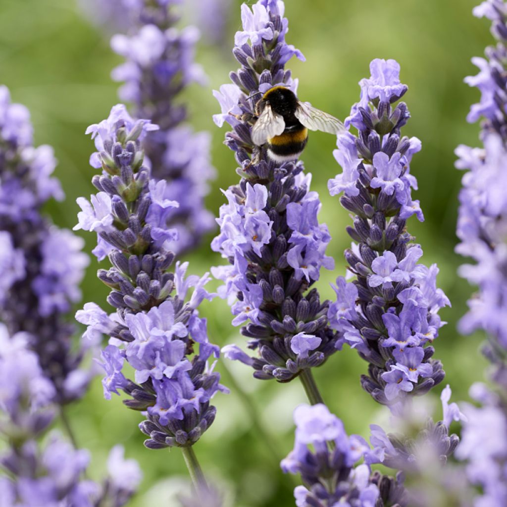 Lavandula intermedia Sensational