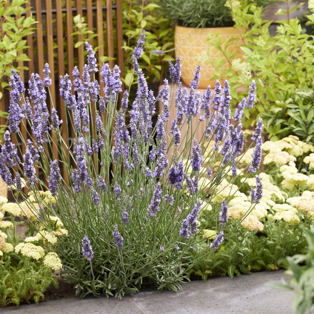 Lavandula intermedia Sensational