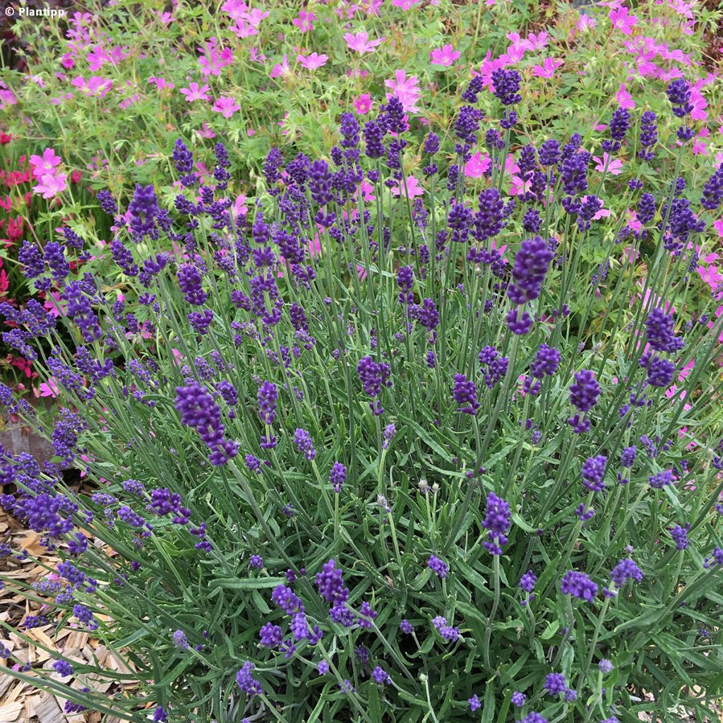 Lavandula angustifolia Blue Jeans - Lavande vraie