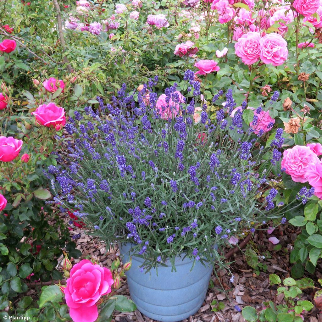 Lavandula angustifolia Blue Jeans - Lavande vraie