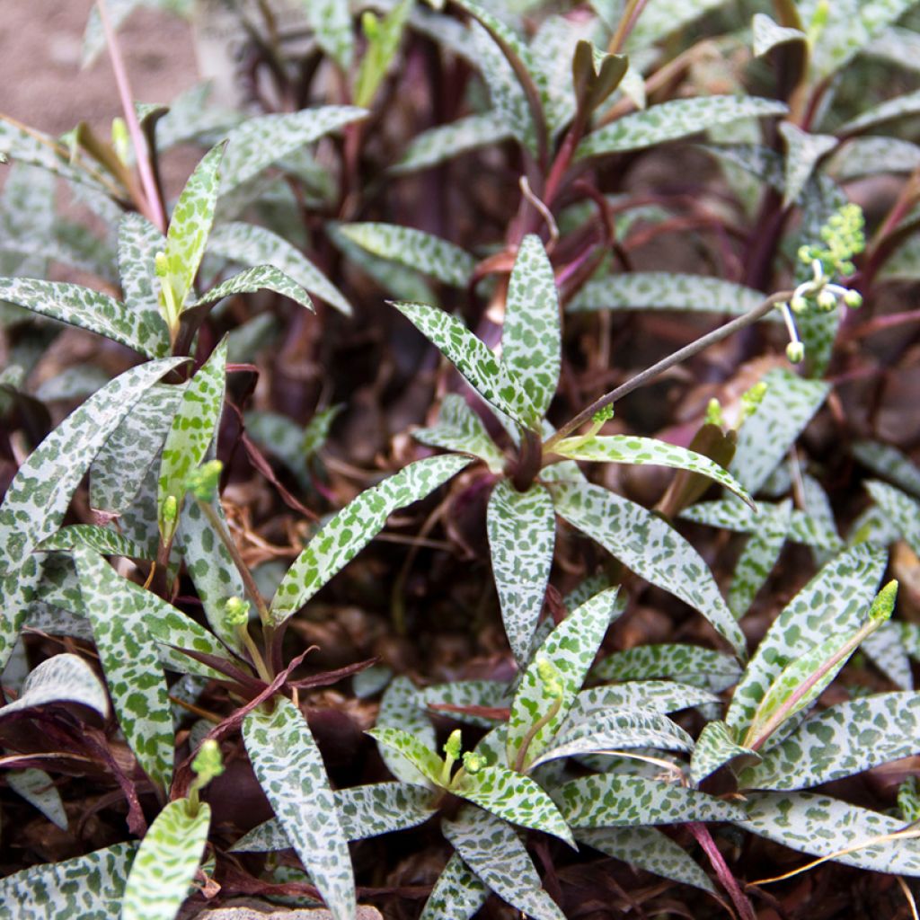 Ledebouria socialis - Silver squill