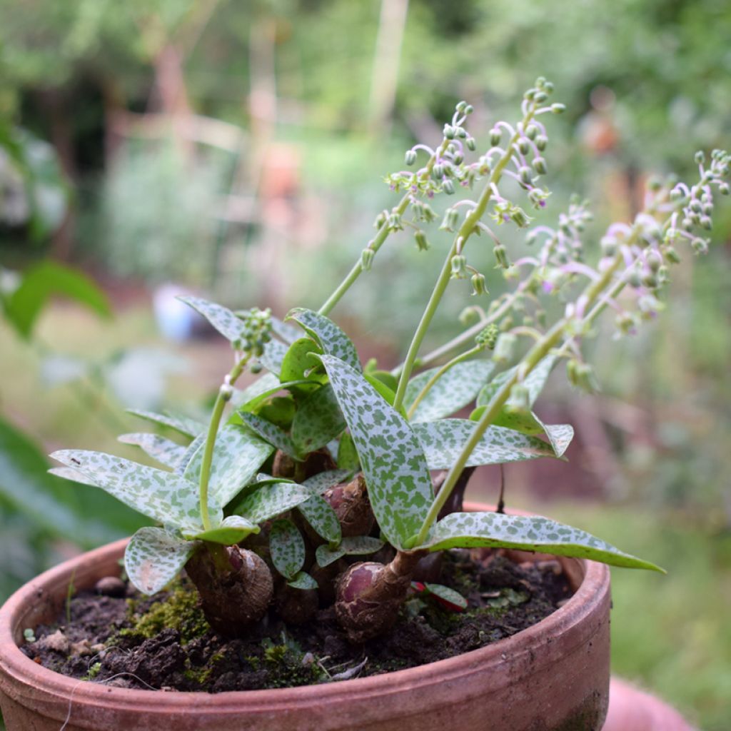Ledebouria socialis - Silver squill