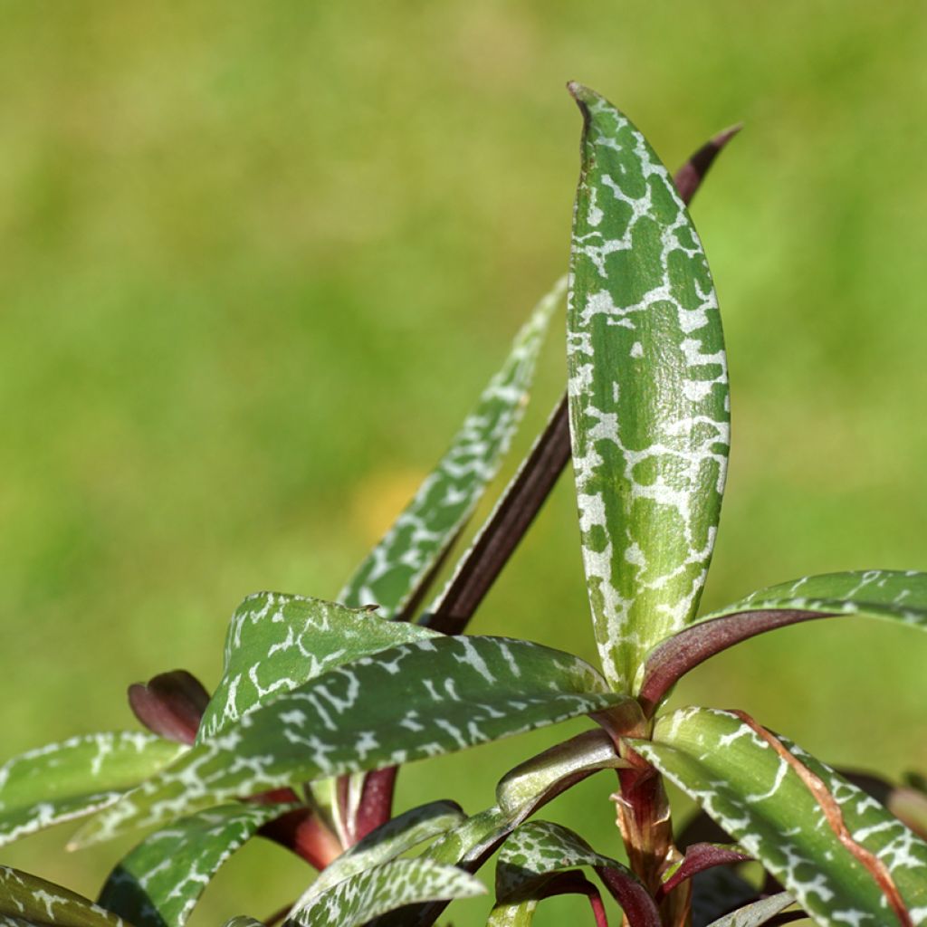 Ledebouria socialis - Silver squill
