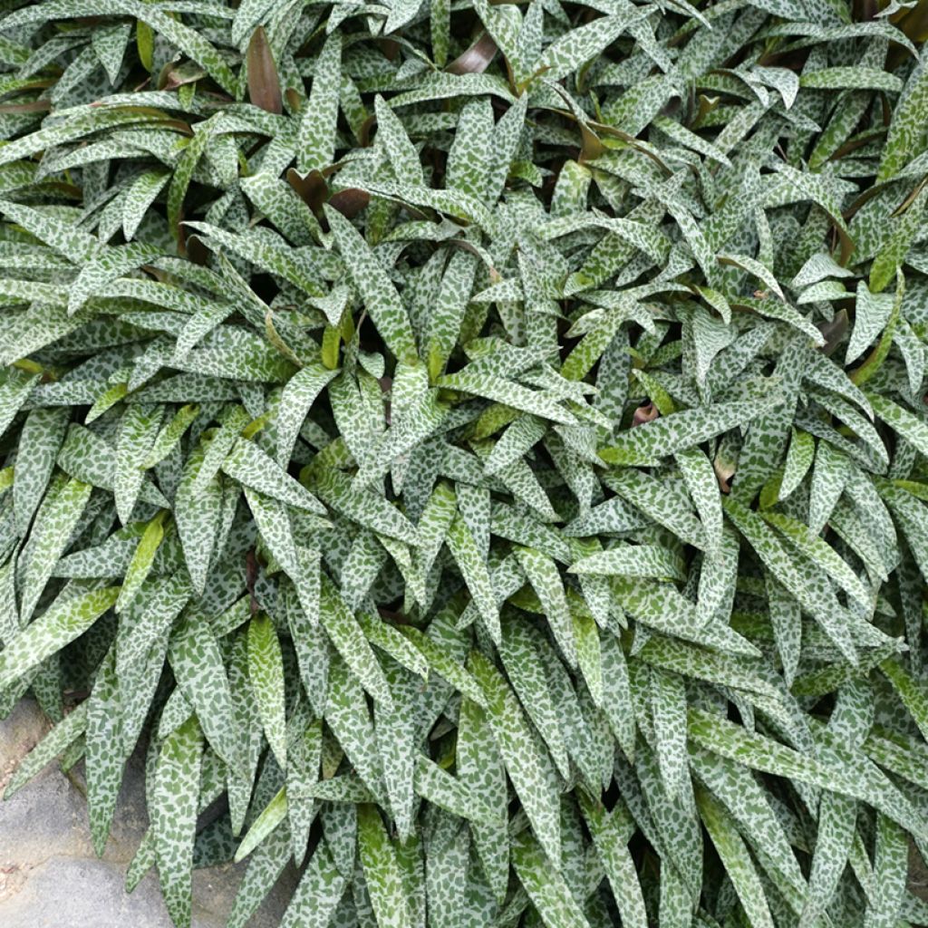 Ledebouria socialis - Silver squill
