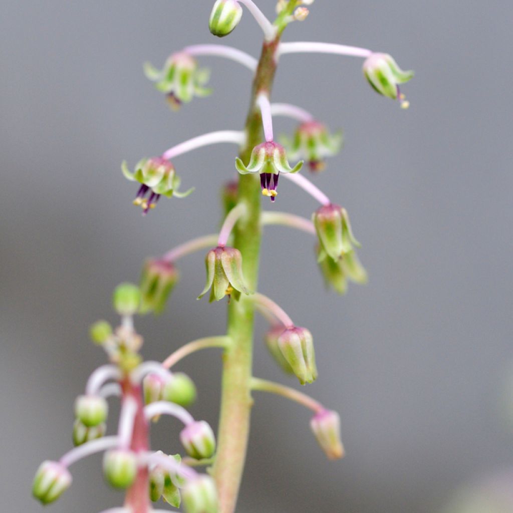 Ledebouria socialis - Silver squill