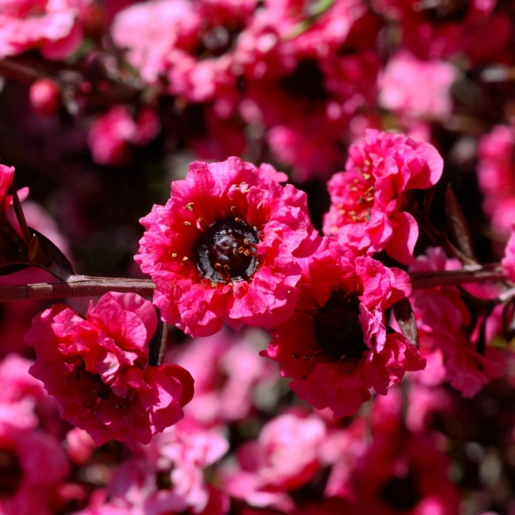 Leptospermum scoparium Red damask - Tea-tree