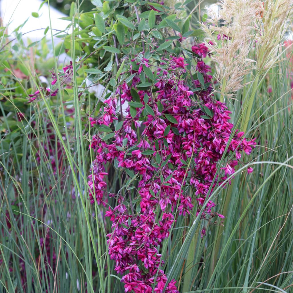 Lespedeza thunbergii Gibraltar