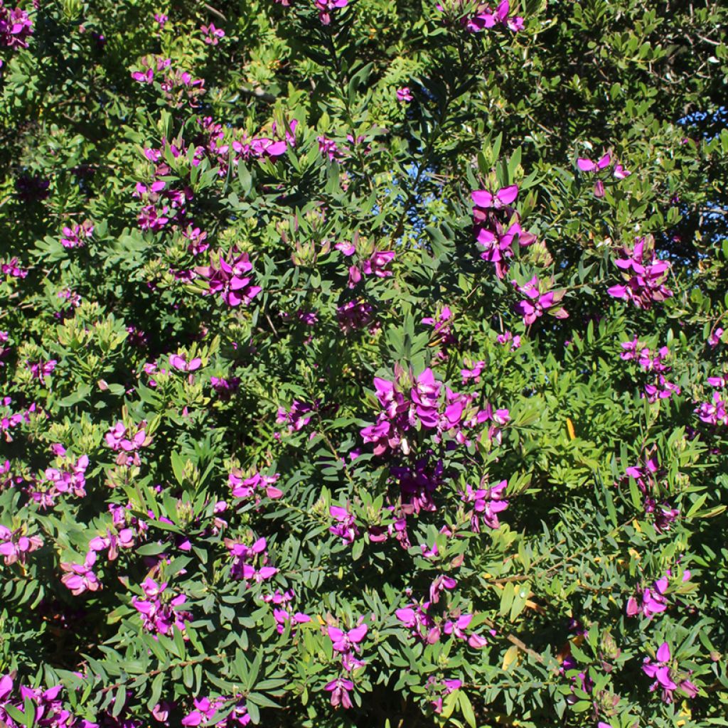 Lespedeza thunbergii