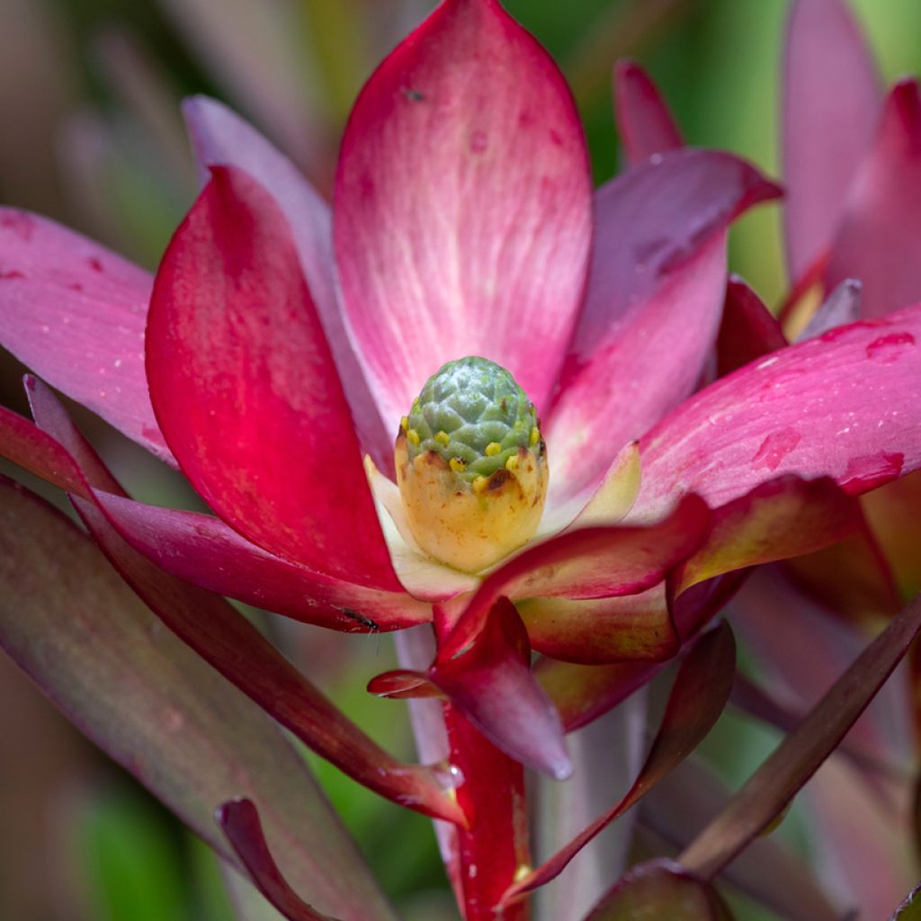 Leucadendron Safari Sunset - Conebush