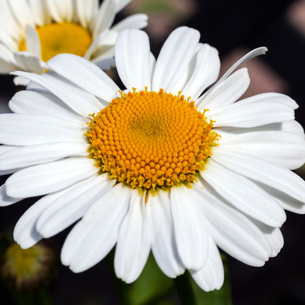 Leucanthemum superbum Snow Lady - Shasta Daisy
