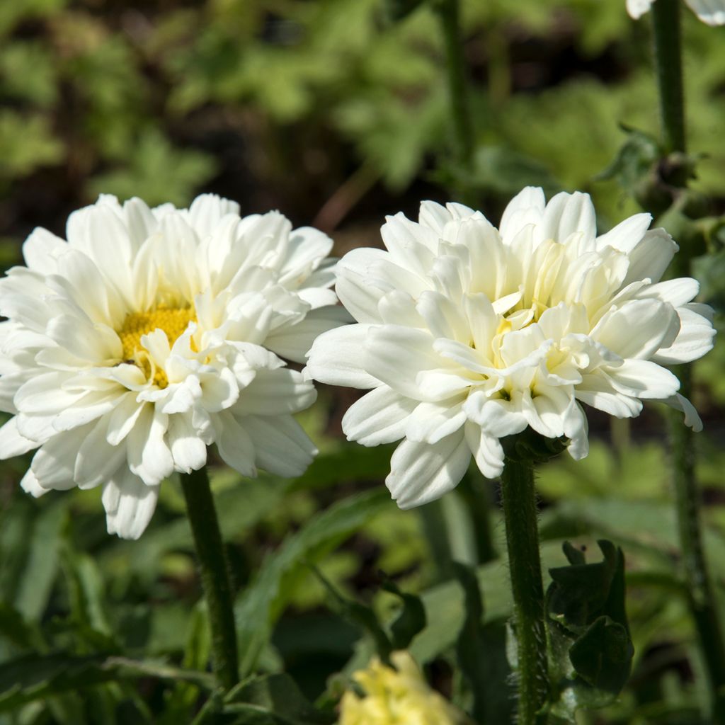 Leucanthemum superbum Victorian Secret - Shasta Daisy