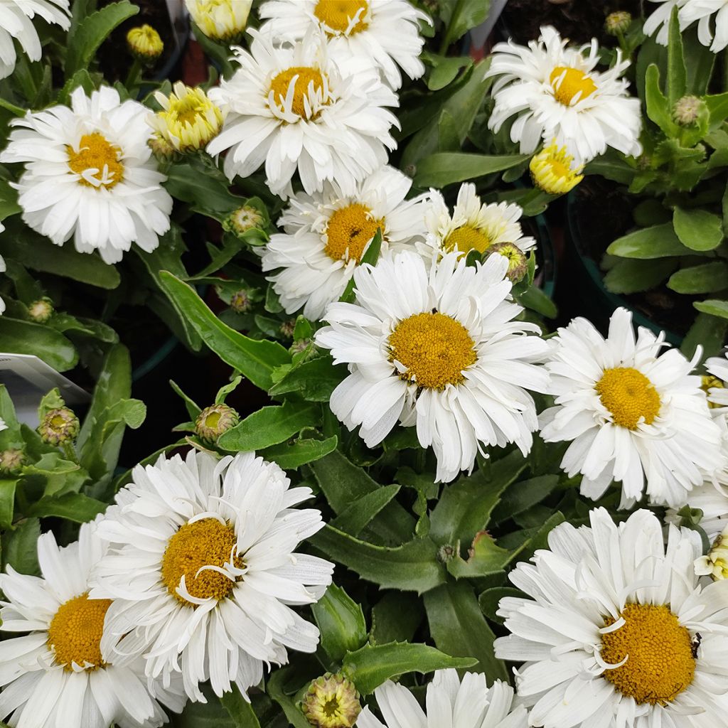 Leucanthemum superbum Freak - Shasta Daisy
