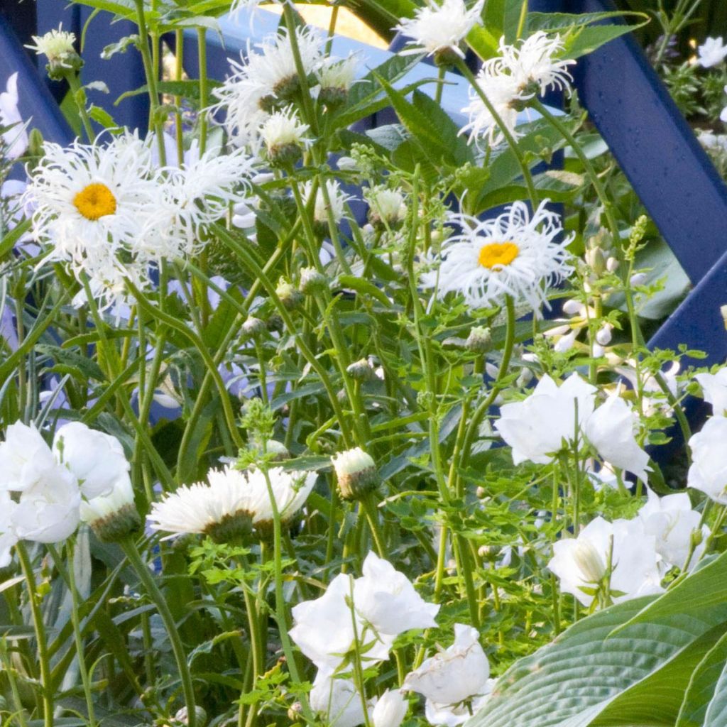 Leucanthemum superbum Old Court - Shasta Daisy