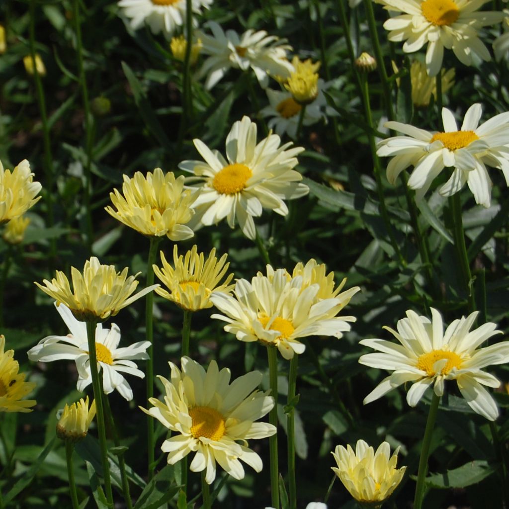 Leucanthemum superbum Sonnenschein - Grande Marguerite superbum Sonnenschein