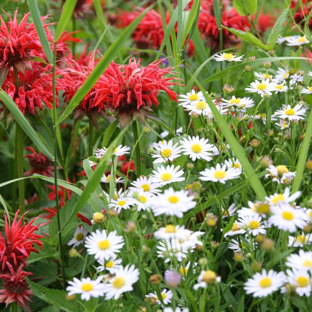 Leucanthemum vulgare