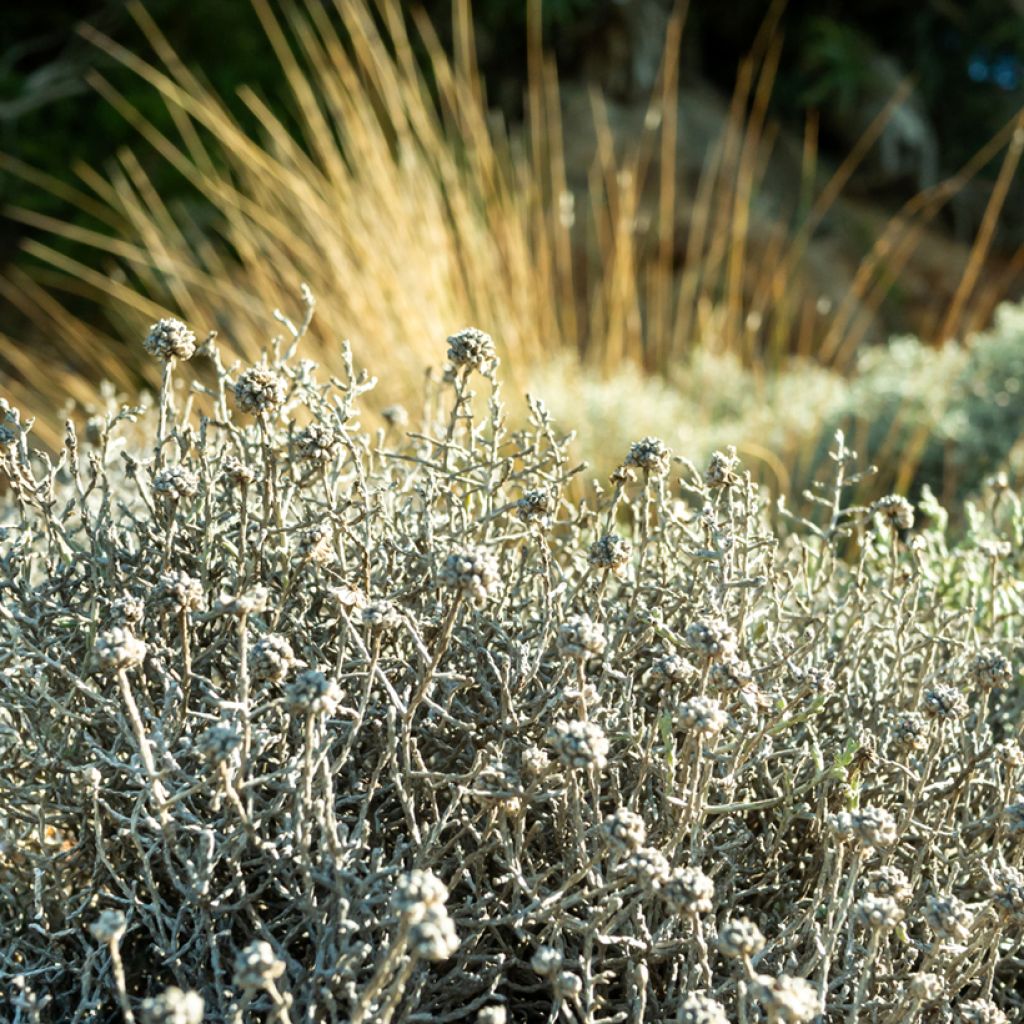 Leucophyta brownii  - Cushion Bush