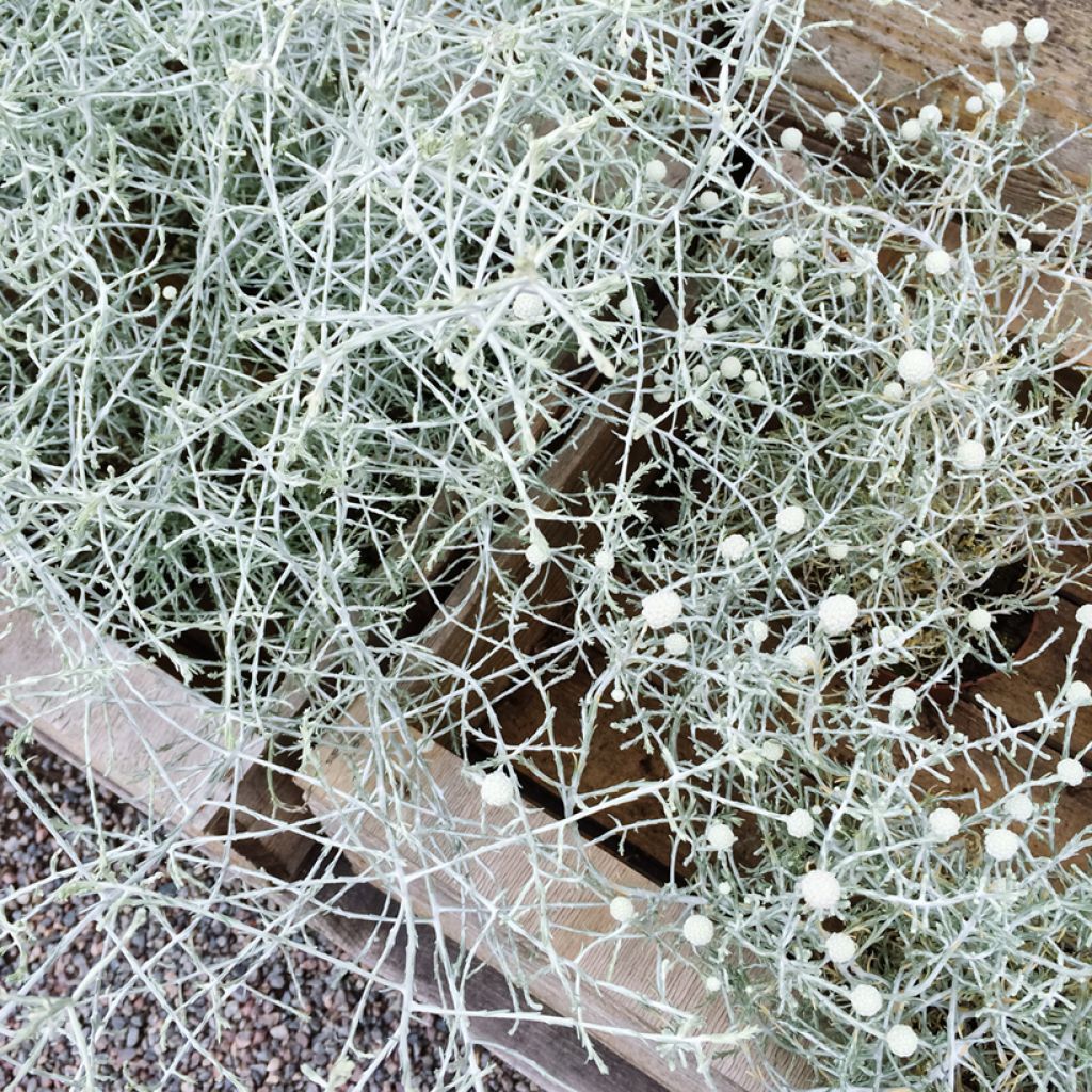 Leucophyta brownii  - Cushion Bush