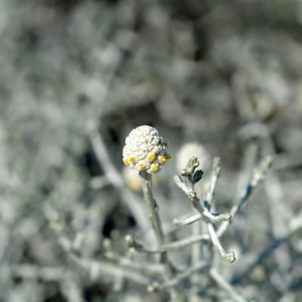 Leucophyta brownii  - Cushion Bush