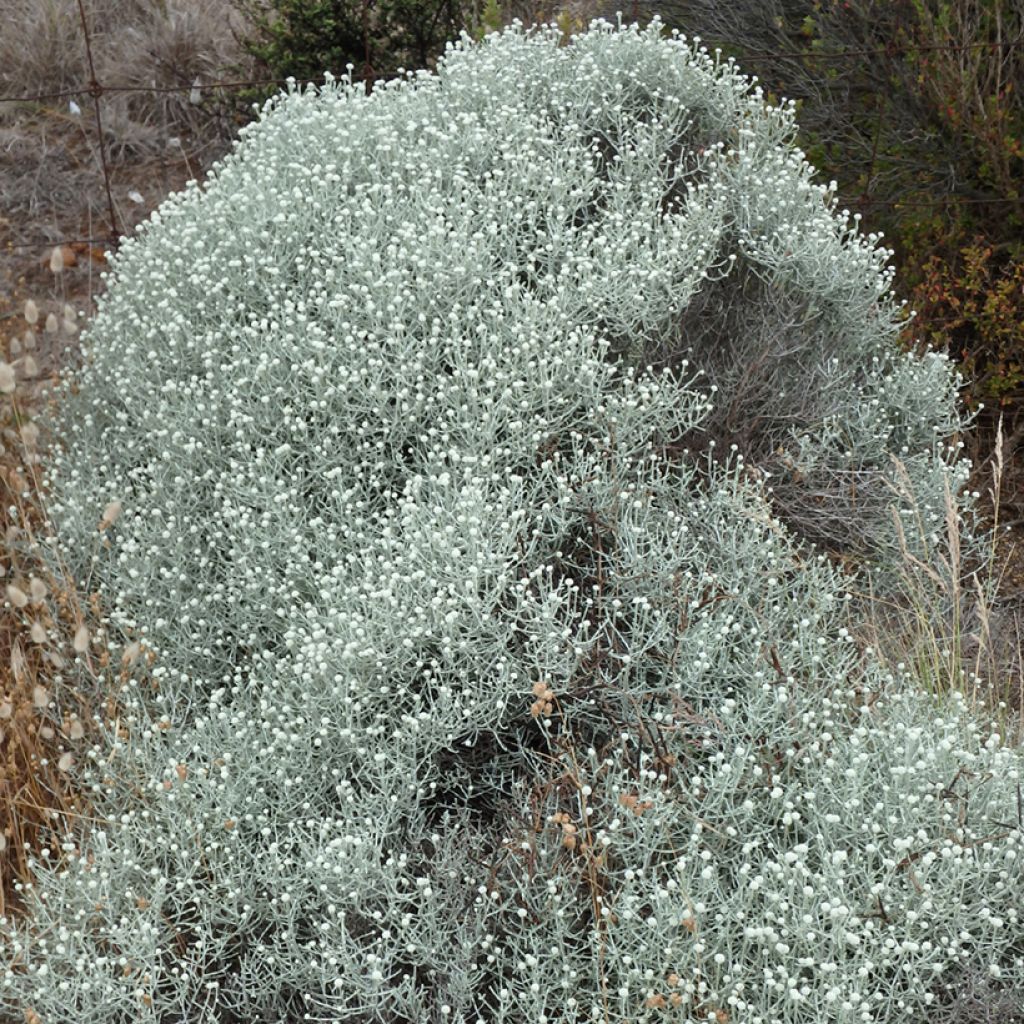 Leucophyta brownii  - Cushion Bush