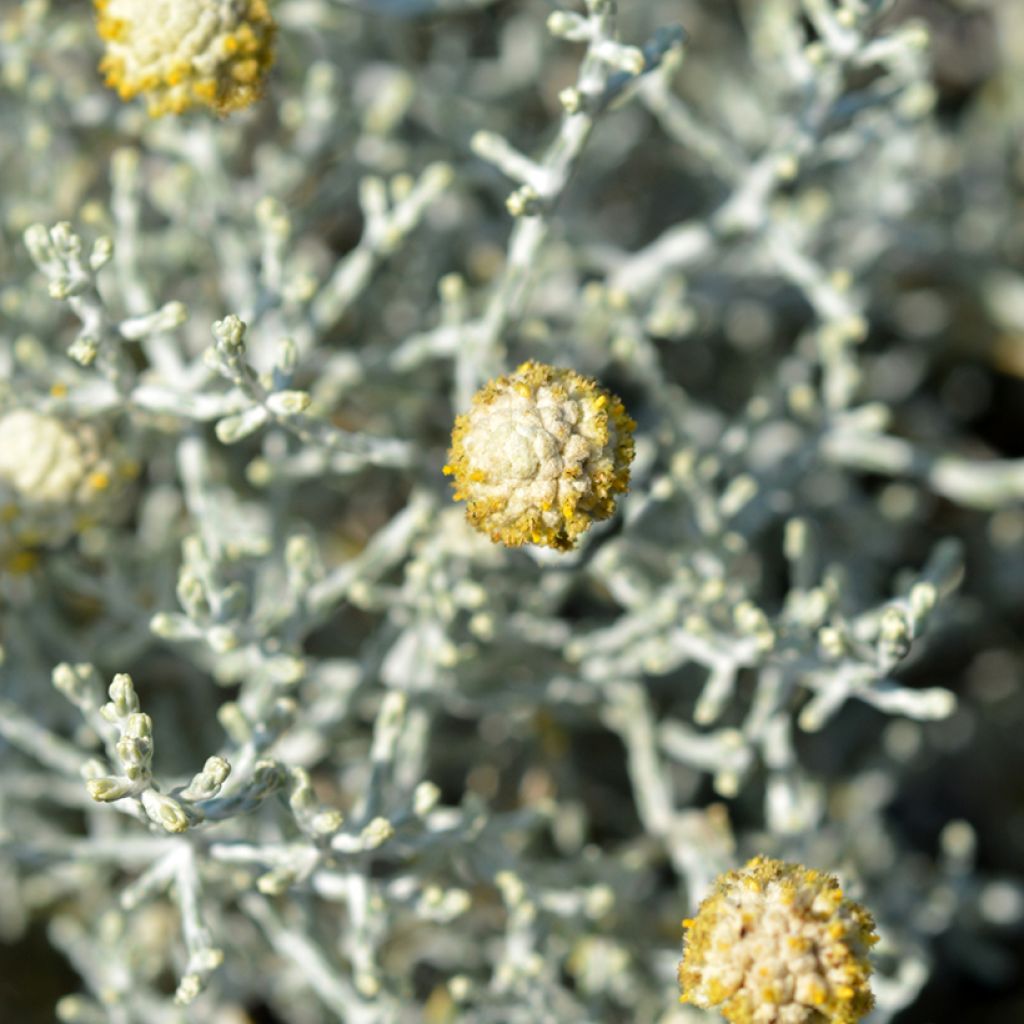 Leucophyta brownii  - Cushion Bush