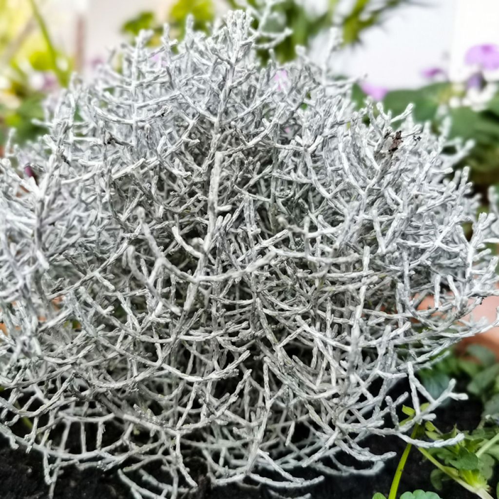 Leucophyta brownii  - Cushion Bush