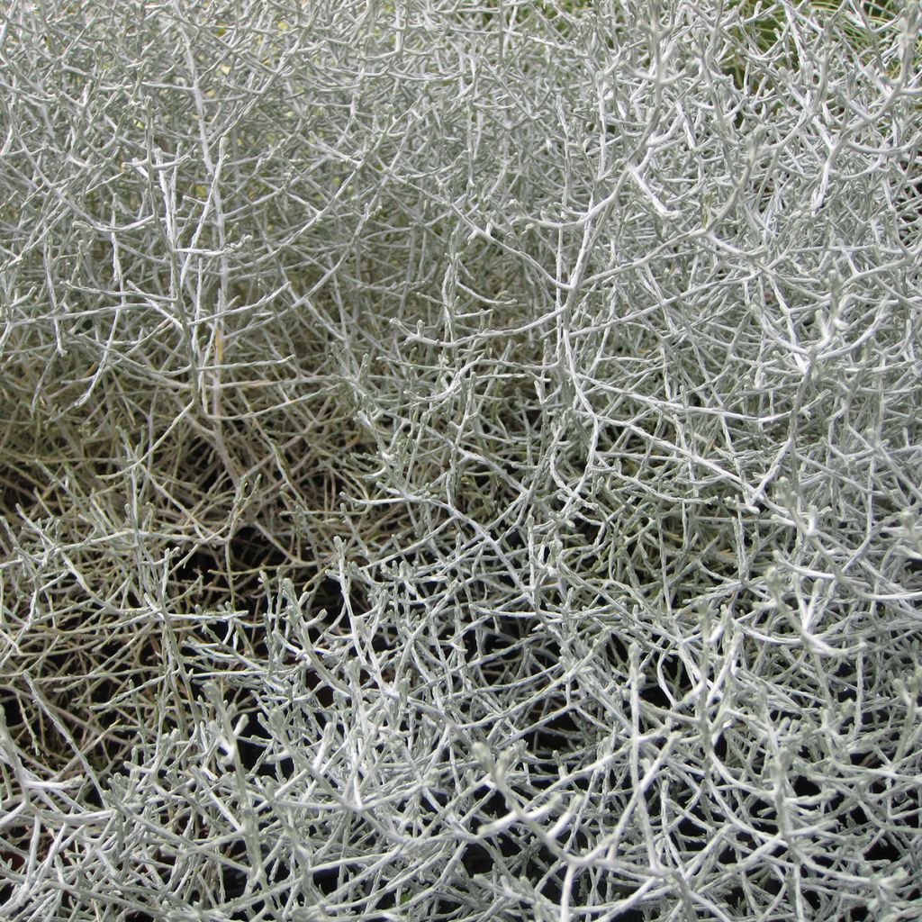 Leucophyta brownii  - Cushion Bush