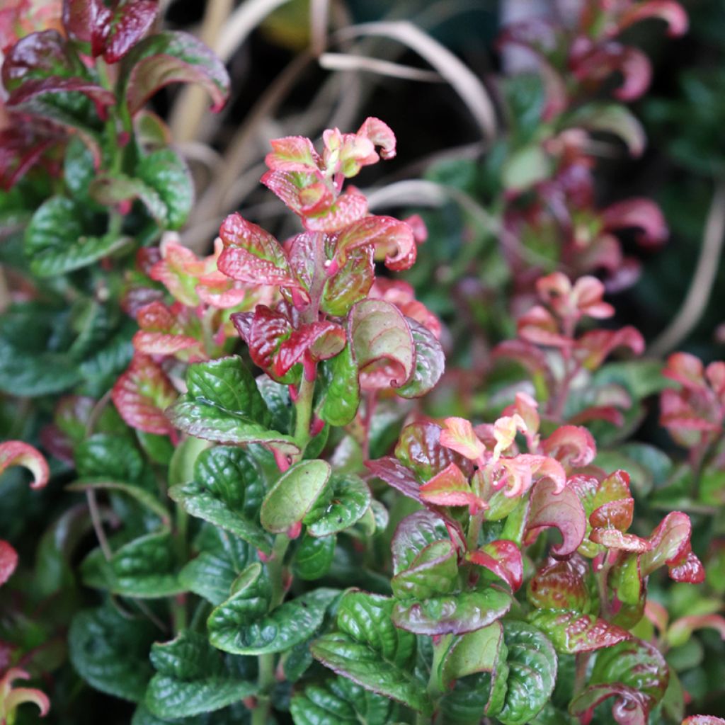 Leucothoe axillaris Curly Red