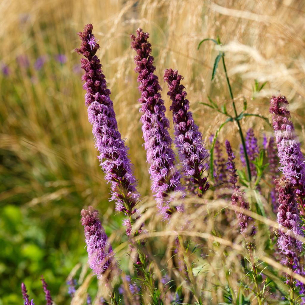 Liatris spicata