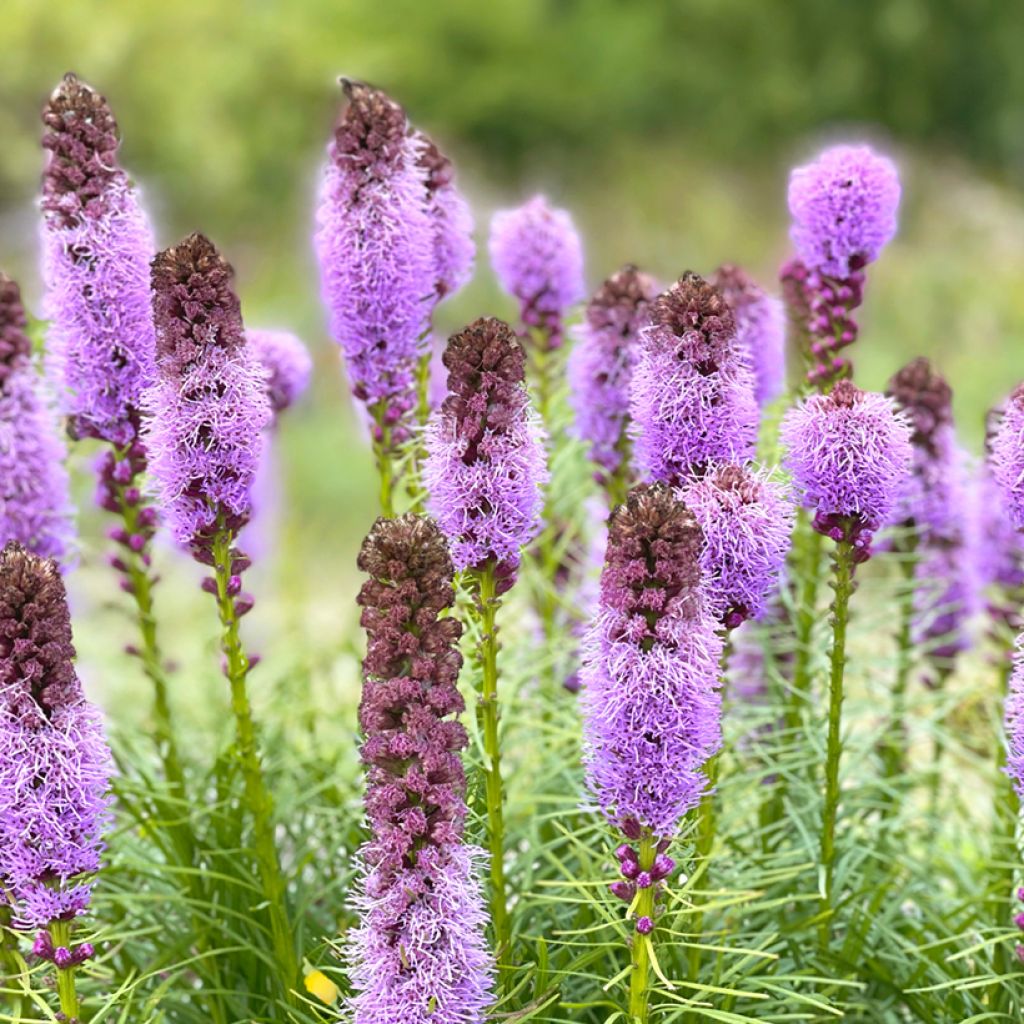 Liatris spicata