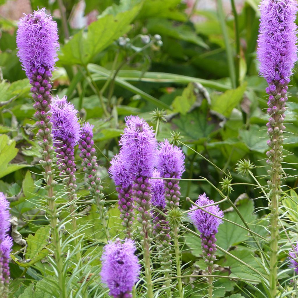 Liatris spicata Seeds