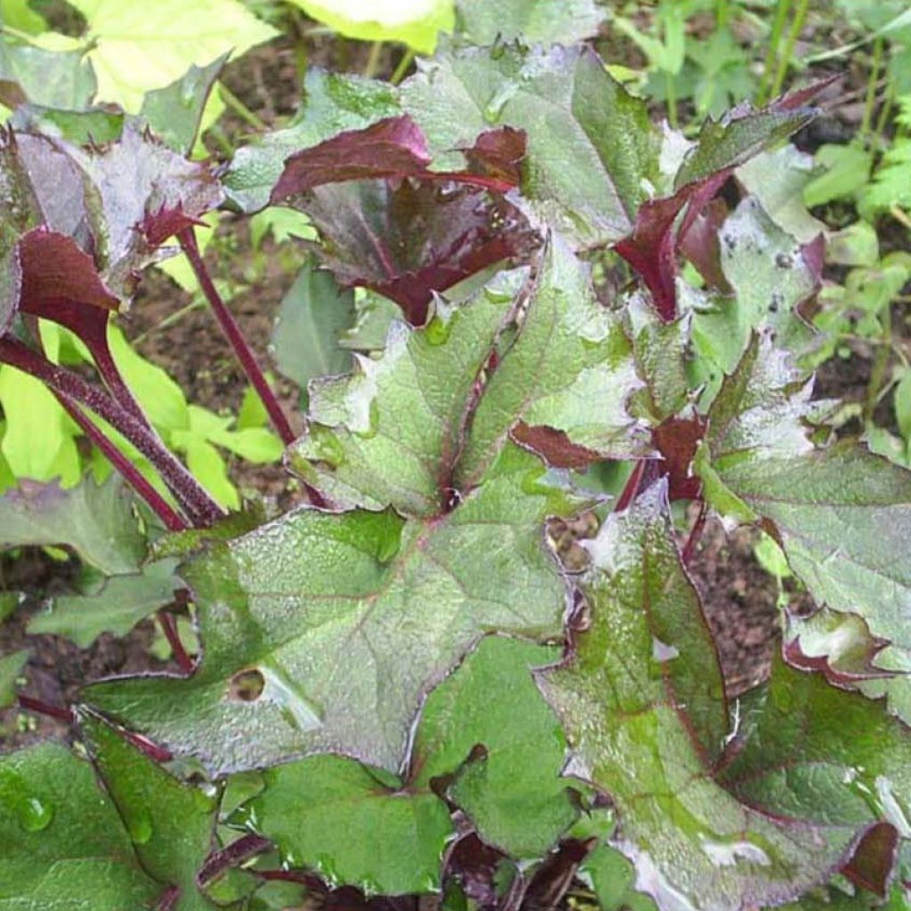 Ligularia Osiris Fantasia® - Ligulaire hybride.