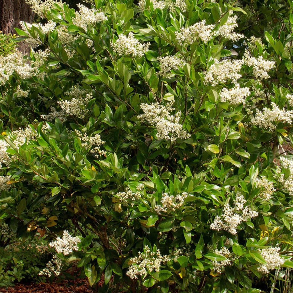 Ligustrum Korean Dwarf