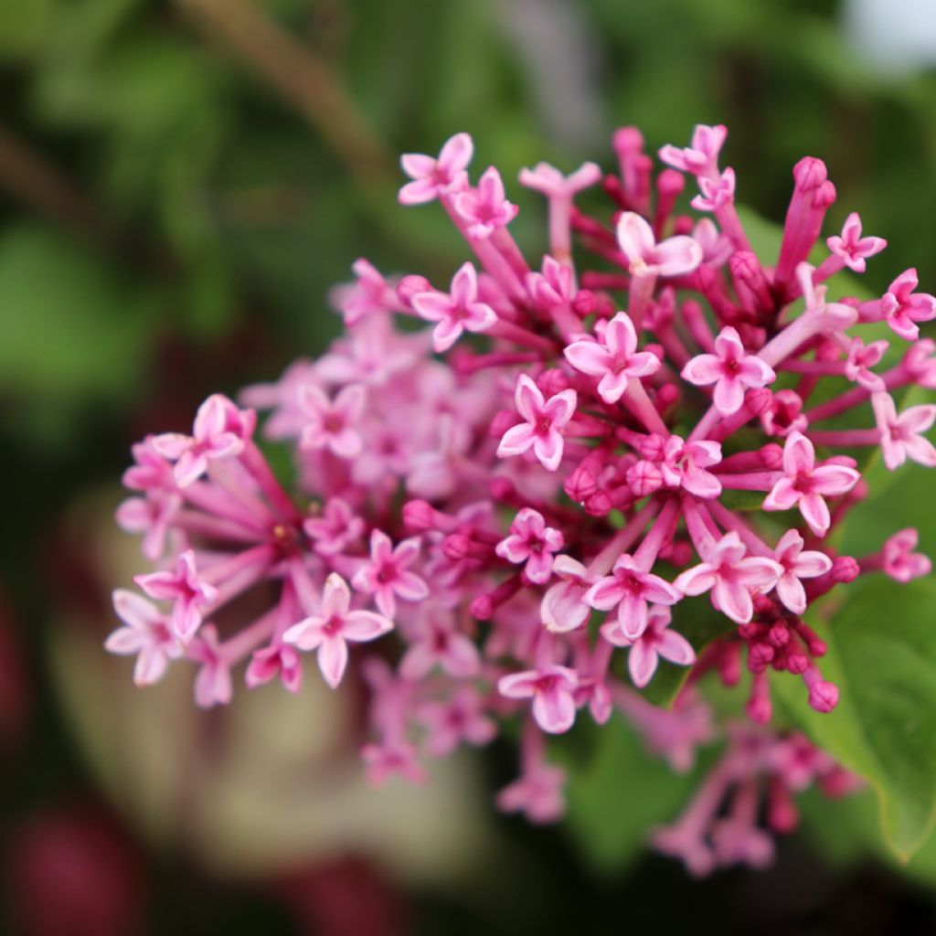 Syringa Pink Perfume - Lilac