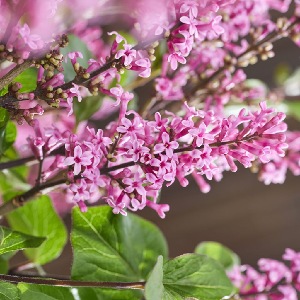 Syringa meyeri Little Rosie - Meyer's Lilac